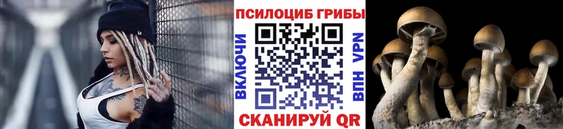 закладка Снежногорск Галлюциногенные грибы Cubensis